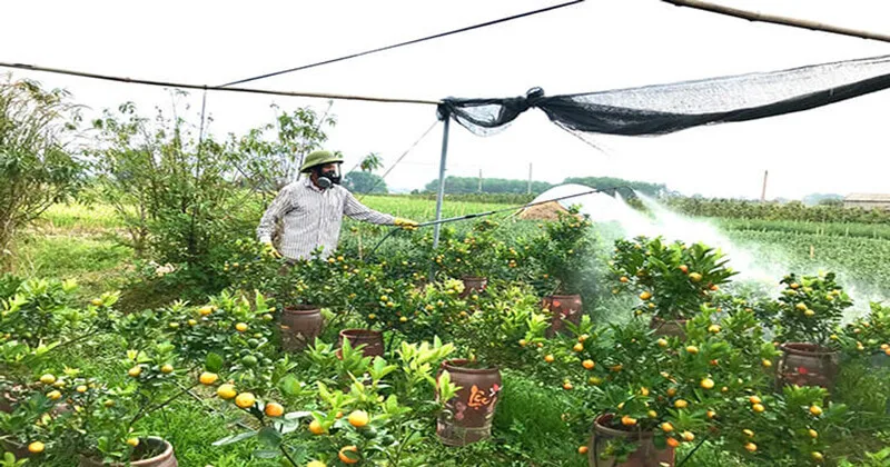 Siết nước đúng cách giúp kích thích quất phân hóa mầm hoa mà không làm cây suy yếu hoặc rụng lá nhiều