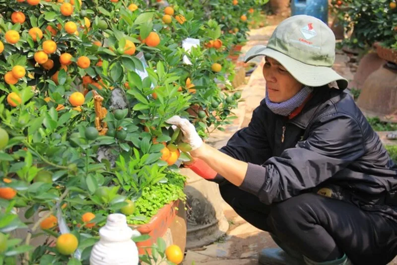 Phòng sâu bệnh sớm giúp quả quất phát triển đều, lá không xoăn và cây giữ dáng đẹp đến Tết