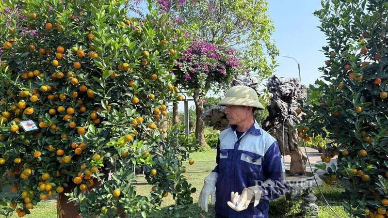 Theo dõi thời tiết giúp nhà vườn điều chỉnh nước, phân và ánh sáng để quất chín đúng dịp Tết